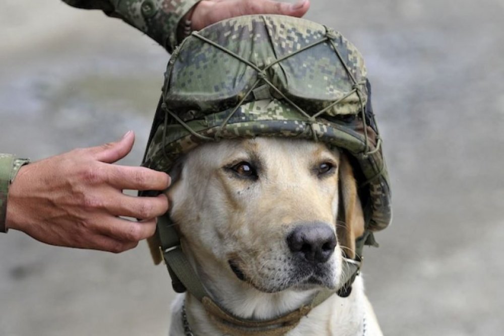 Собаки на военной службе