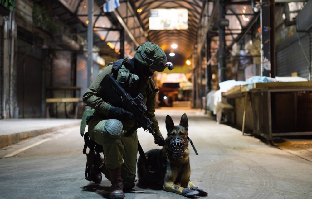 Собака в военной форме