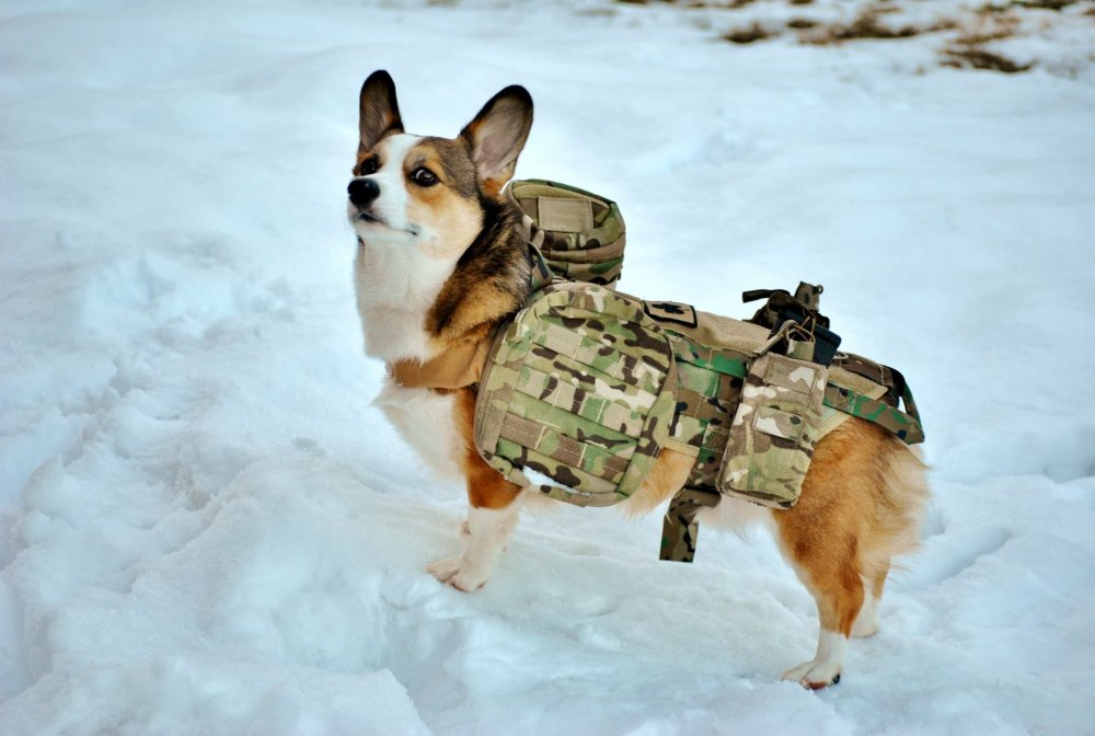 Военная собака