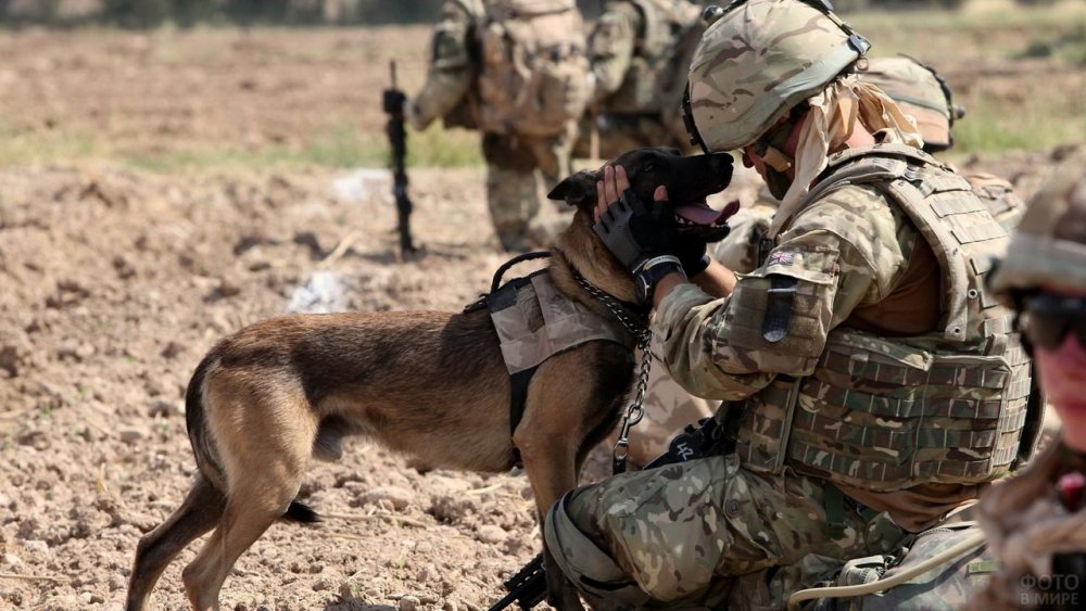 Военная собака