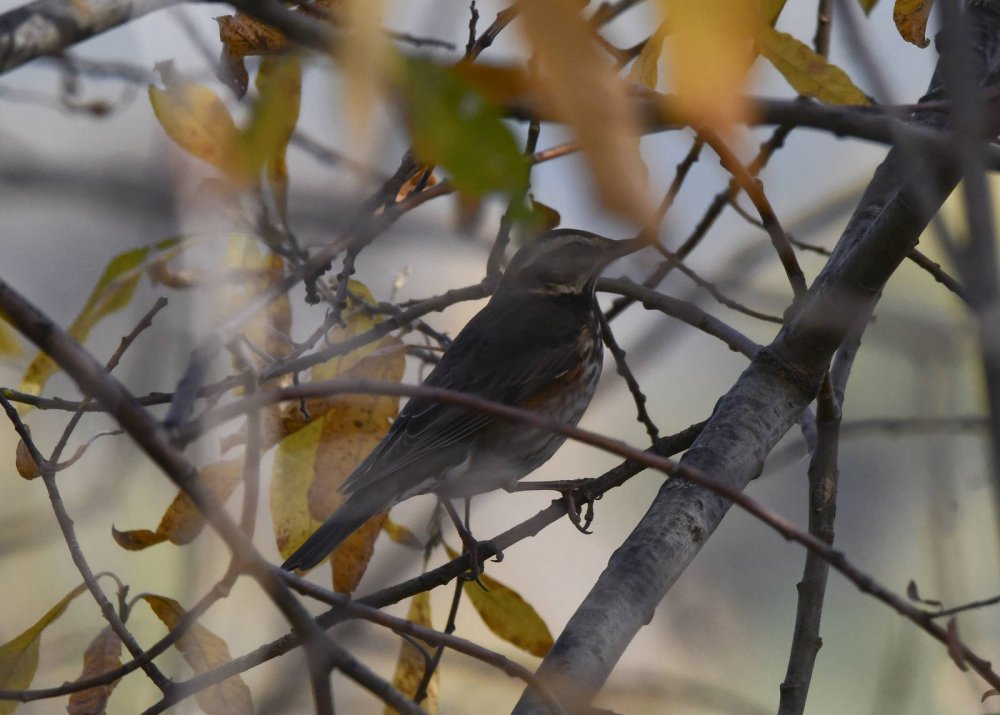 Locustella certhiola