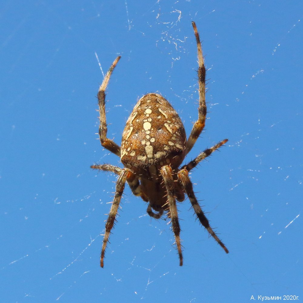 Обыкновенный крестовик - Araneus diadematus