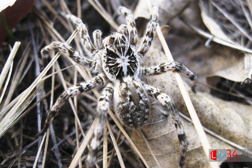 Обыкновенный крестовик - Araneus diadematus