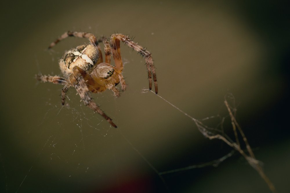 Agelena labyrinthica