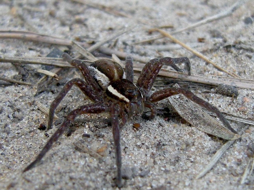 Пауки Pardosa glacialis