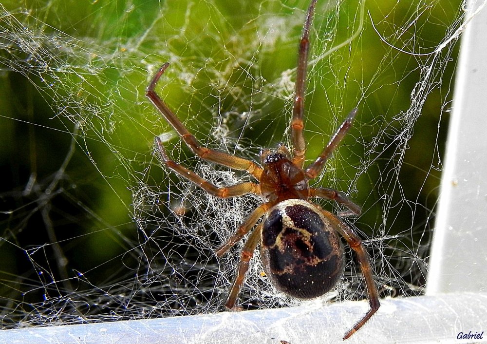 Травяной паук воронковый Agelenidae