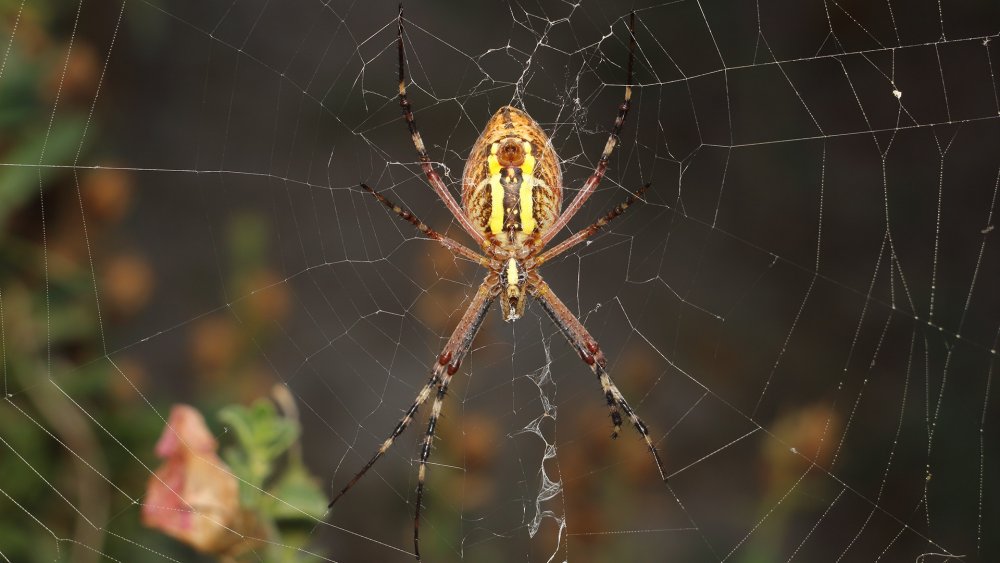 Обыкновенный крестовик - Araneus diadematus