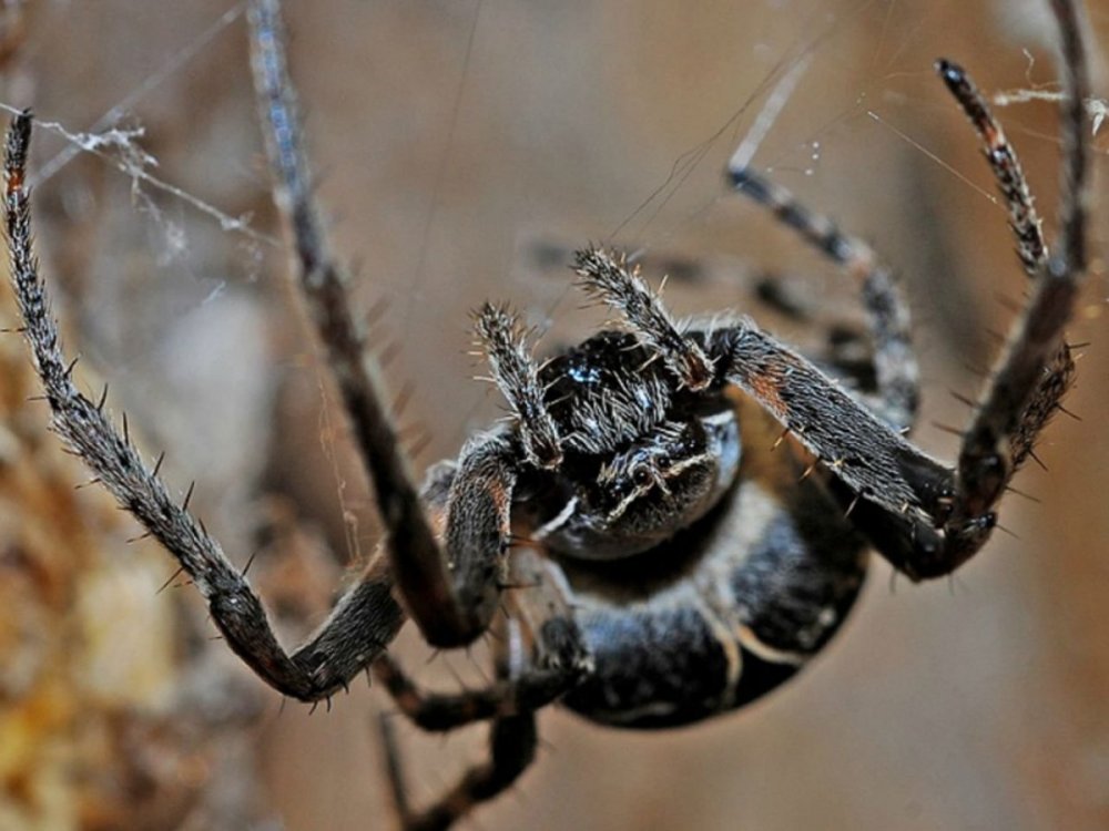 Araneus diadematus - крестовик