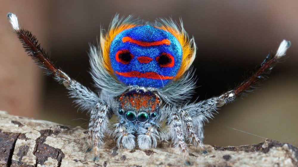 Паук-Павлин (Maratus volans)