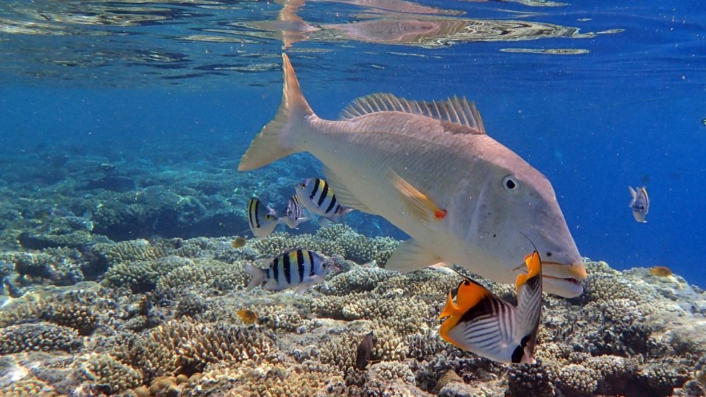 Красное море рыбы Бонапарт