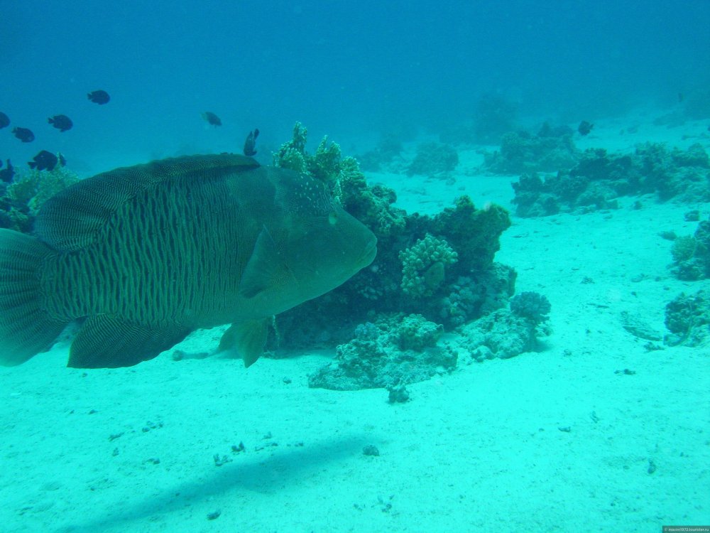 Humphead Wrasse