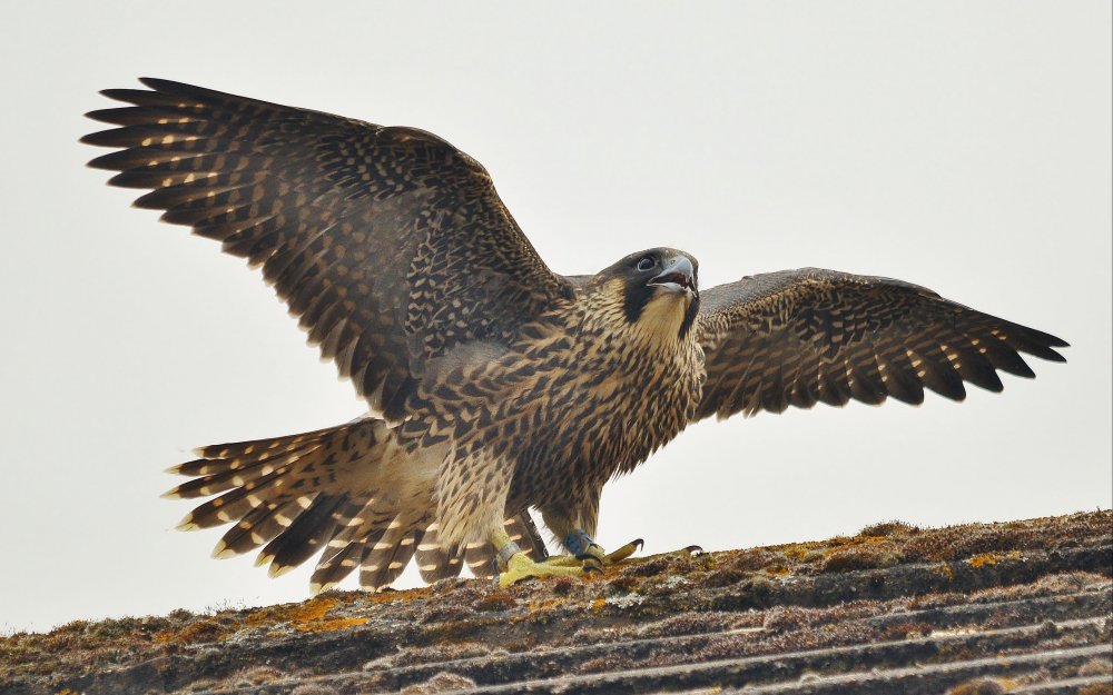 Сапсан Falco peregrinus