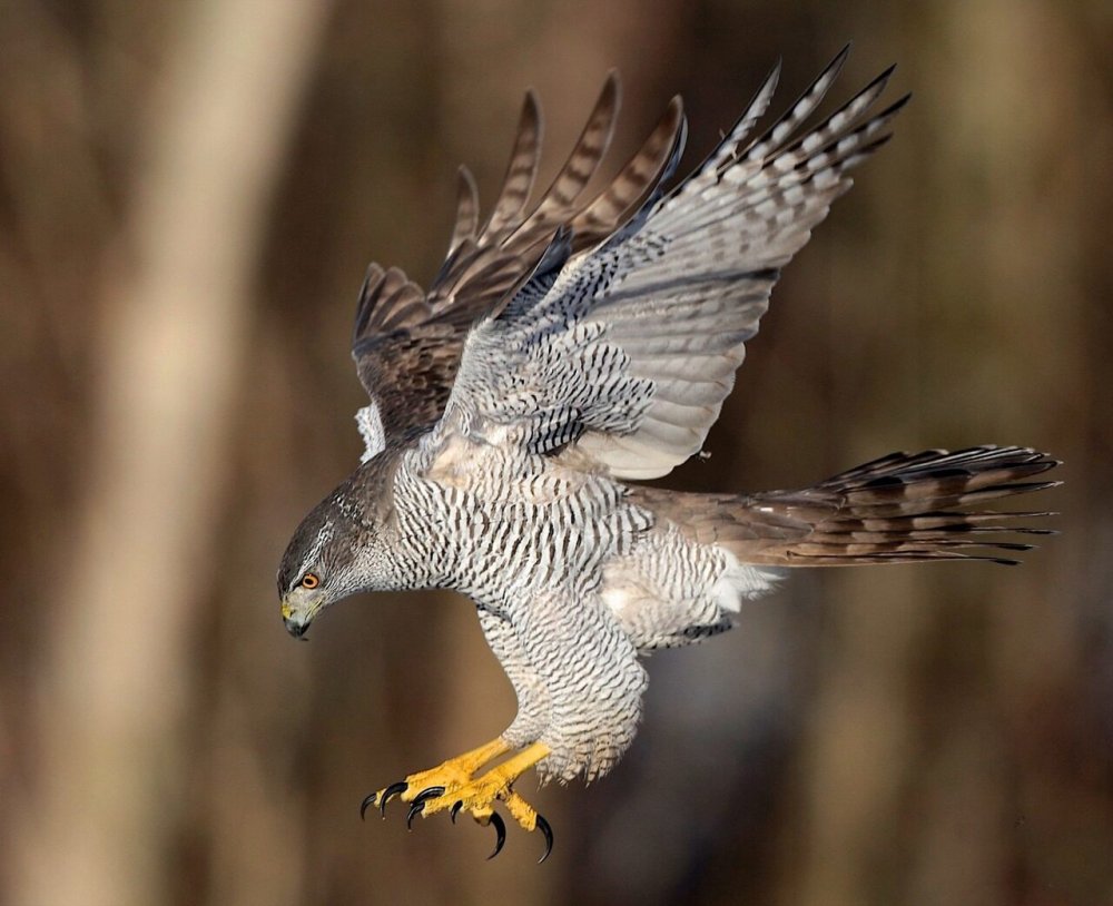 Тетеревятник (Accipiter gentilis)