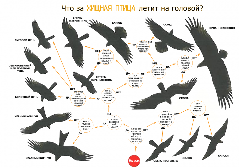 Хищные птицы Карелии