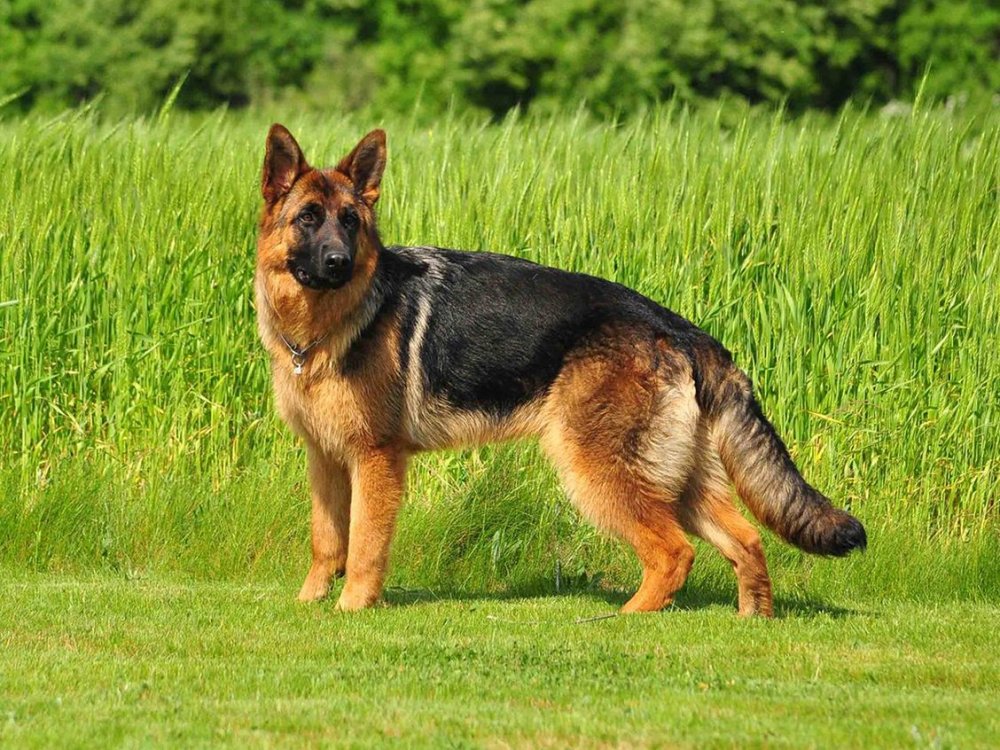 Баварская овчарка Shepherd