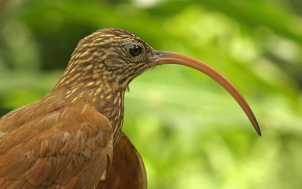 Icterus cucullatus)