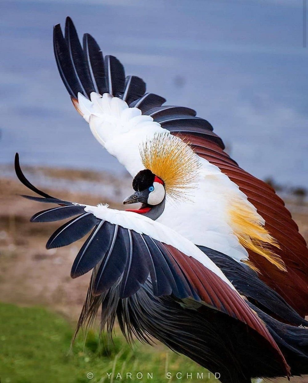 Красивых птиц фотографии