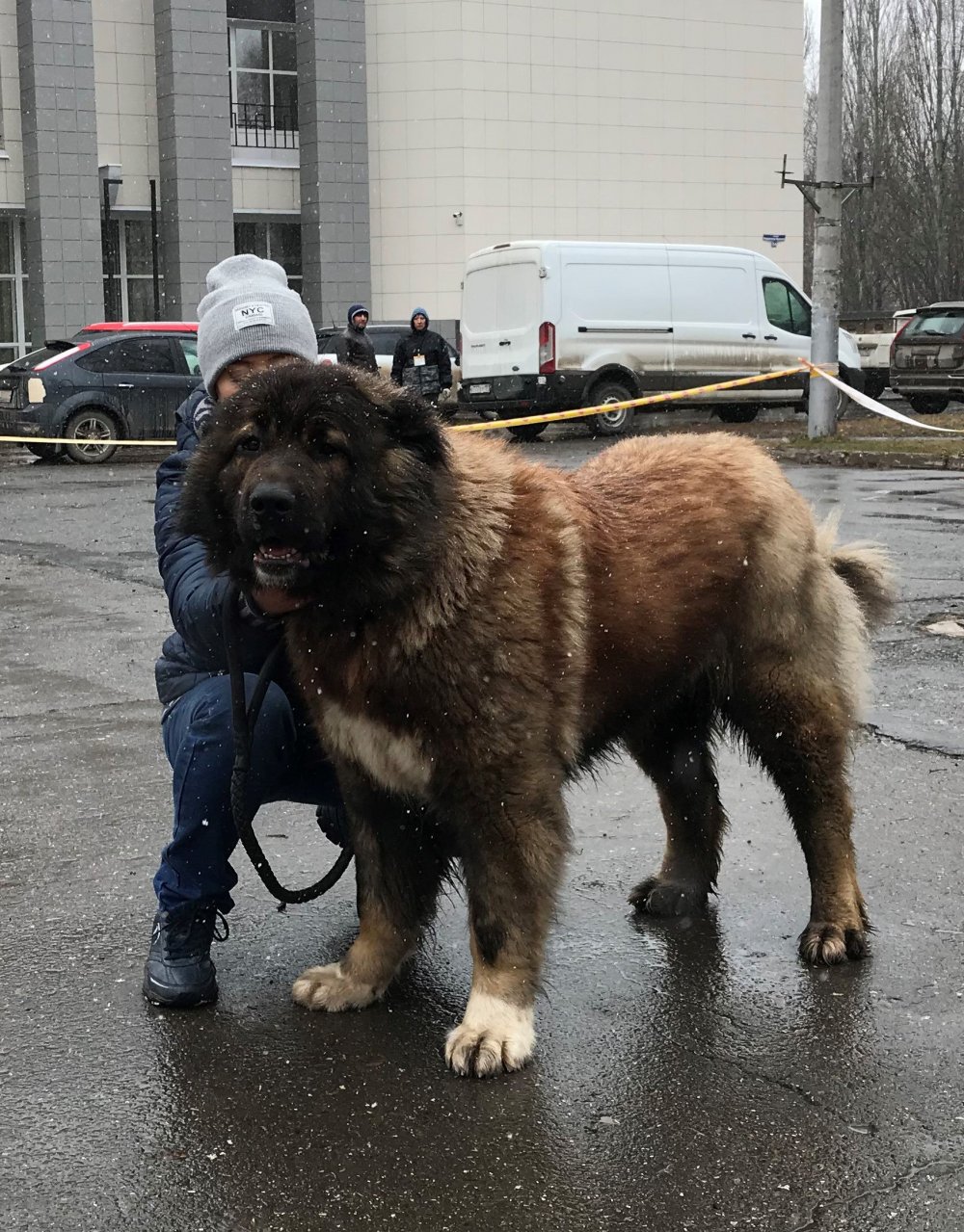 Северо кавказский волкодав