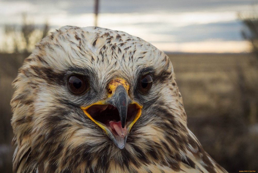 Орлан-белохвост Haliaeetus albicilla