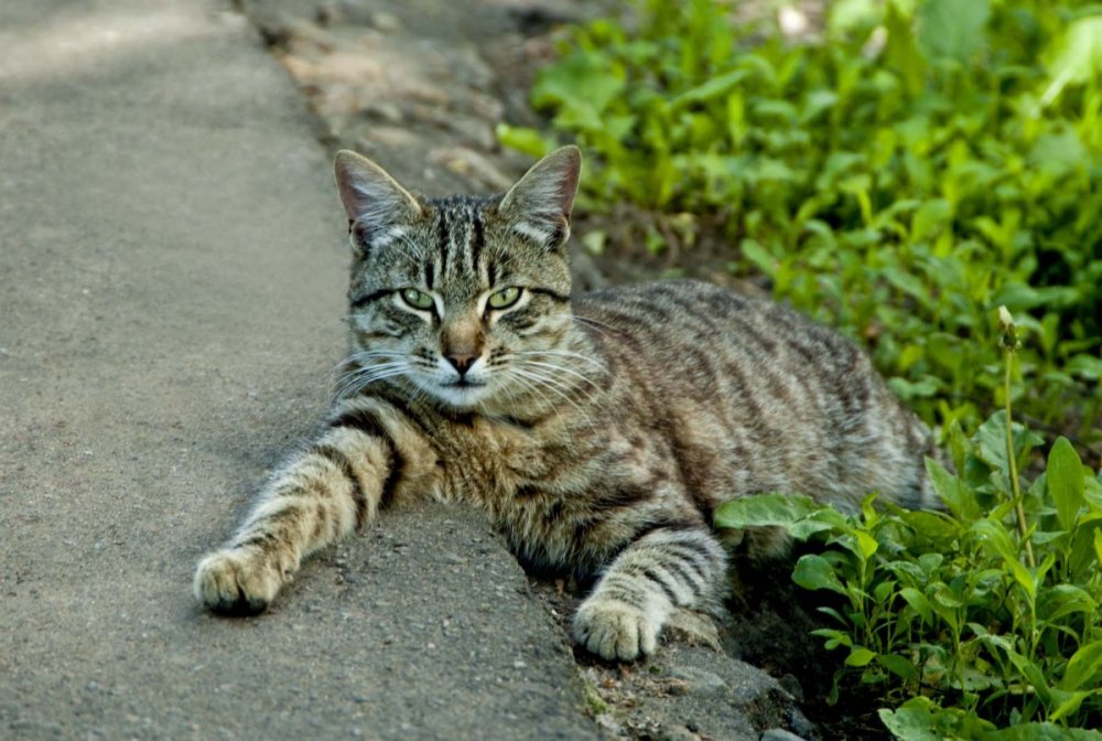 Коричневый полосатый кот