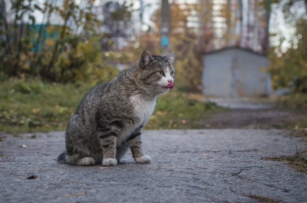 Красивый уличный кот