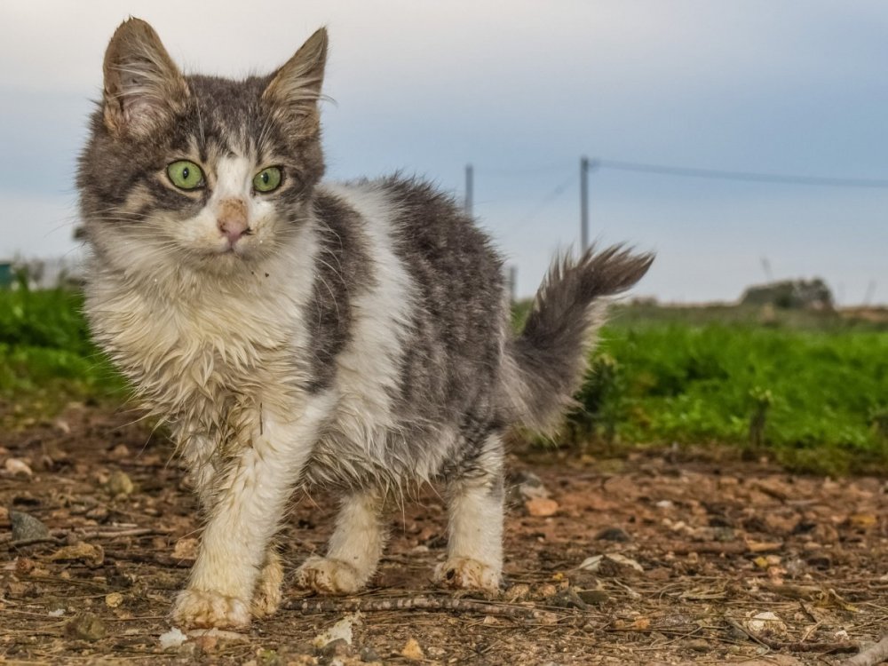 Красивый уличный кот