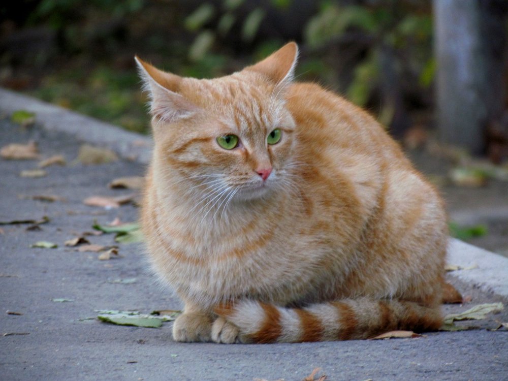 Европейская короткошерстная кошка серая