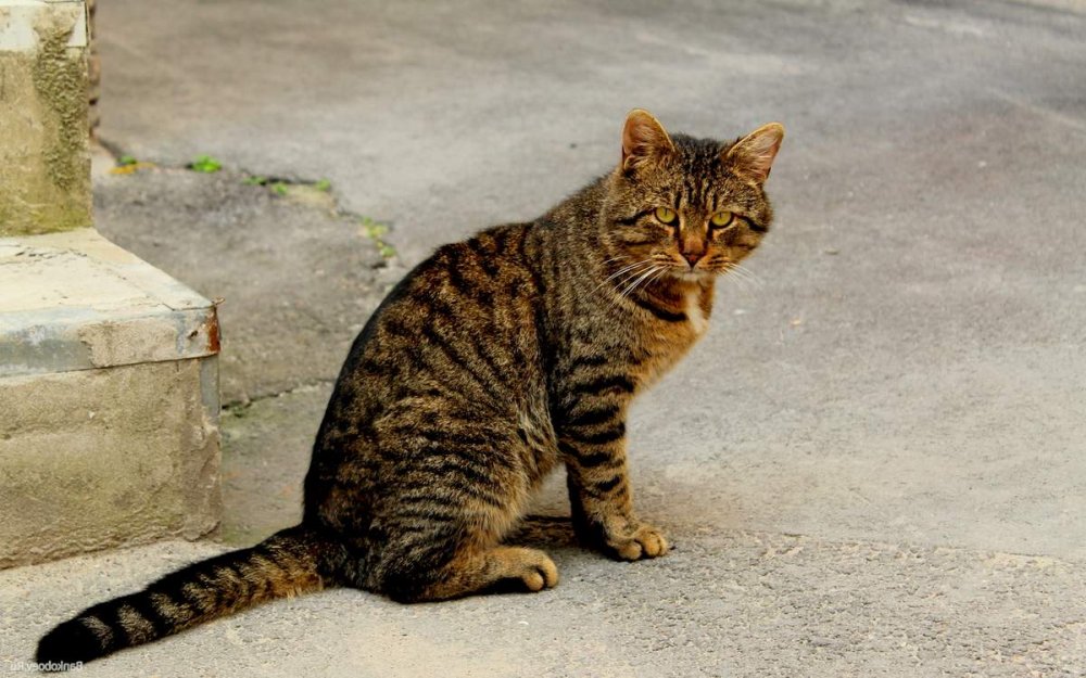 Серый уличный кот