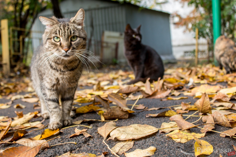 Уличные коты