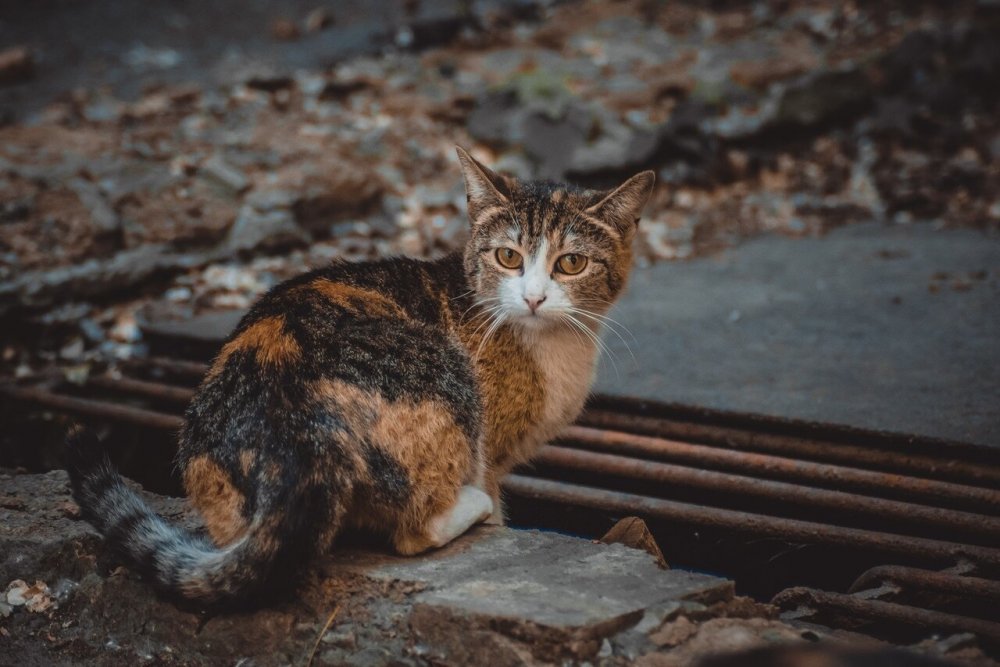 Европейский короткошерстный кот полосатый