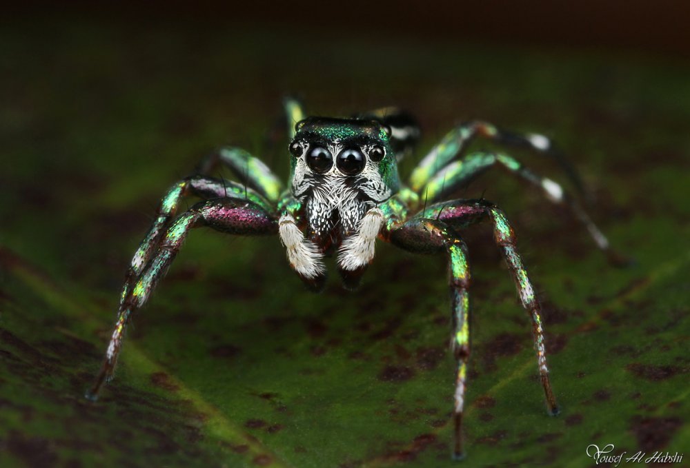 Паук Maratus speciosus