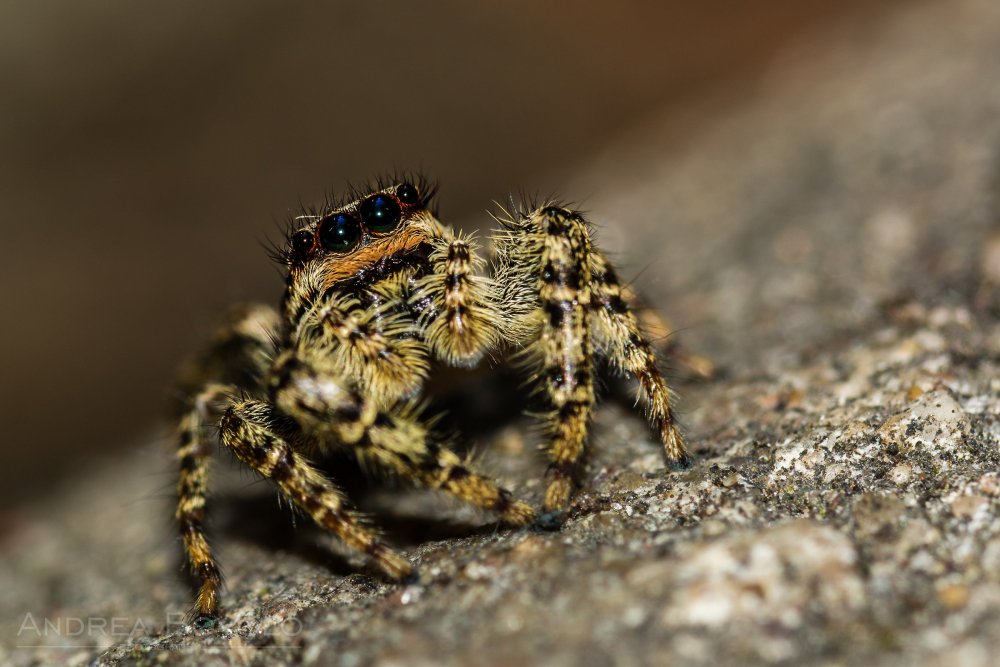 Salticidae пауки-скакуны