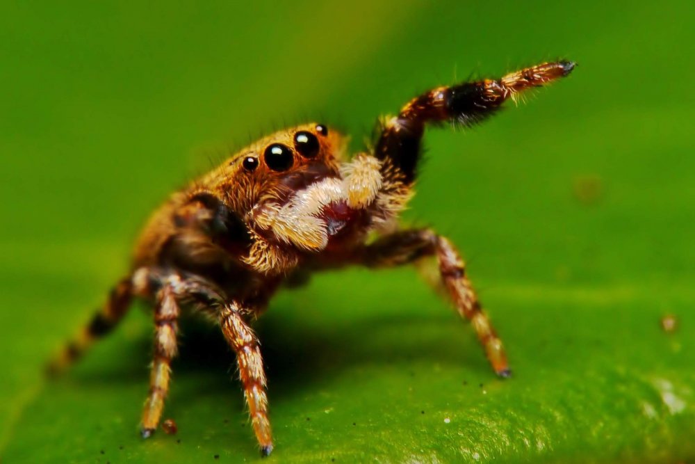 Salticidae пауки-скакуны