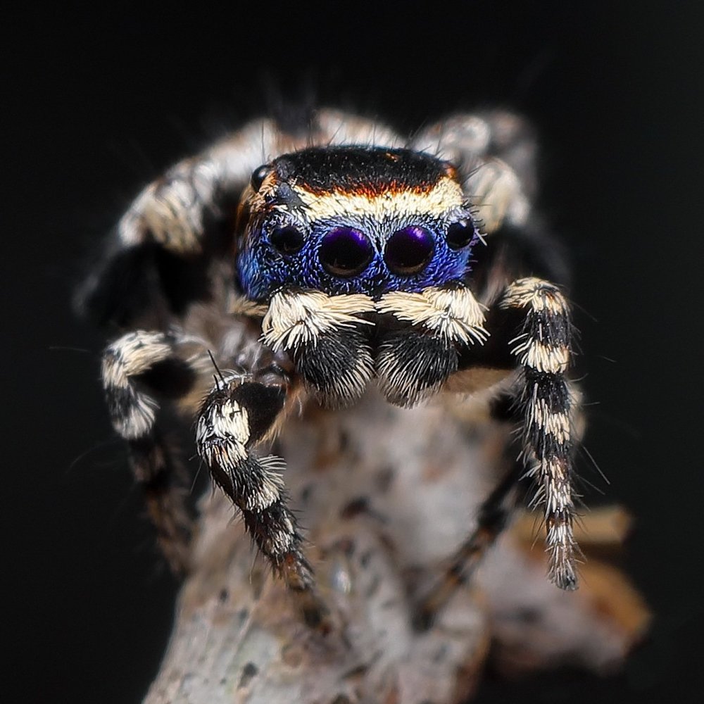 Maratus personatus паук