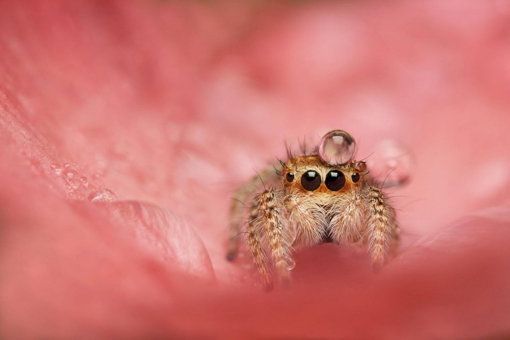 Salticidae пауки-скакуны