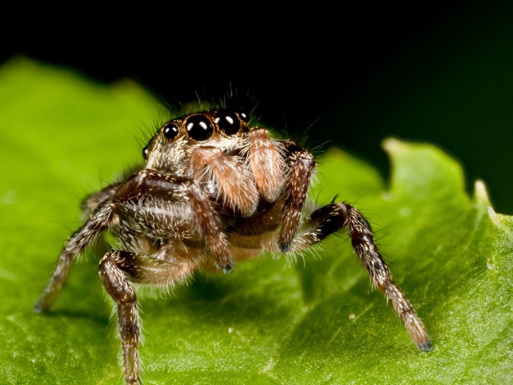 Паук Maratus volans