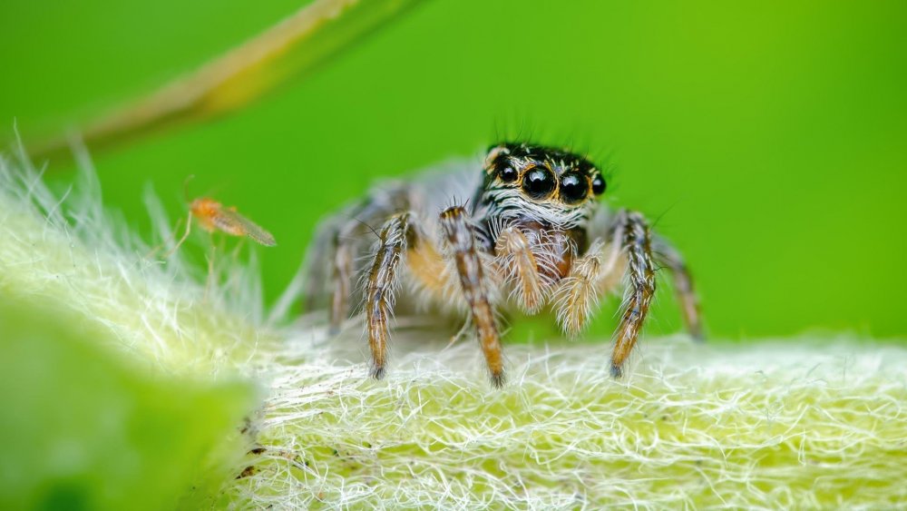 Королевский паук скакун