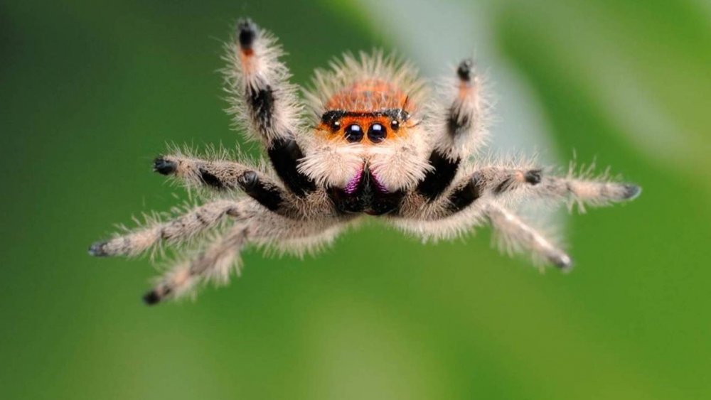 Паук Maratus speciosus