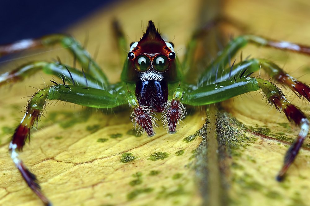 Паук Maratus speciosus