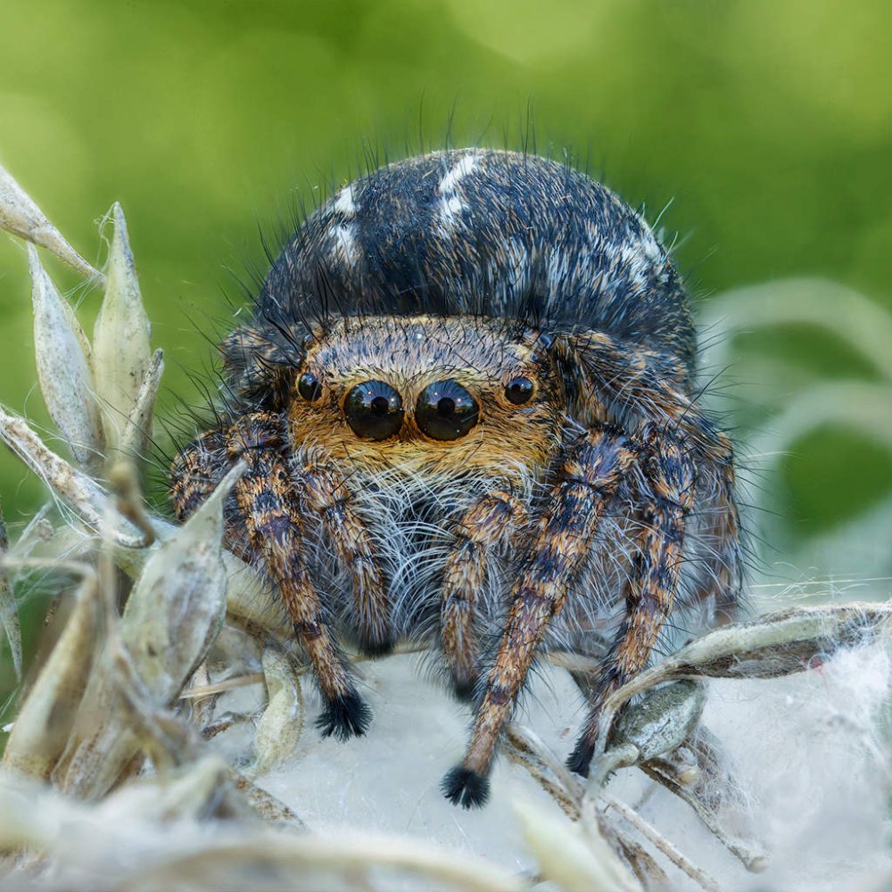 Salticidae пауки-скакуны