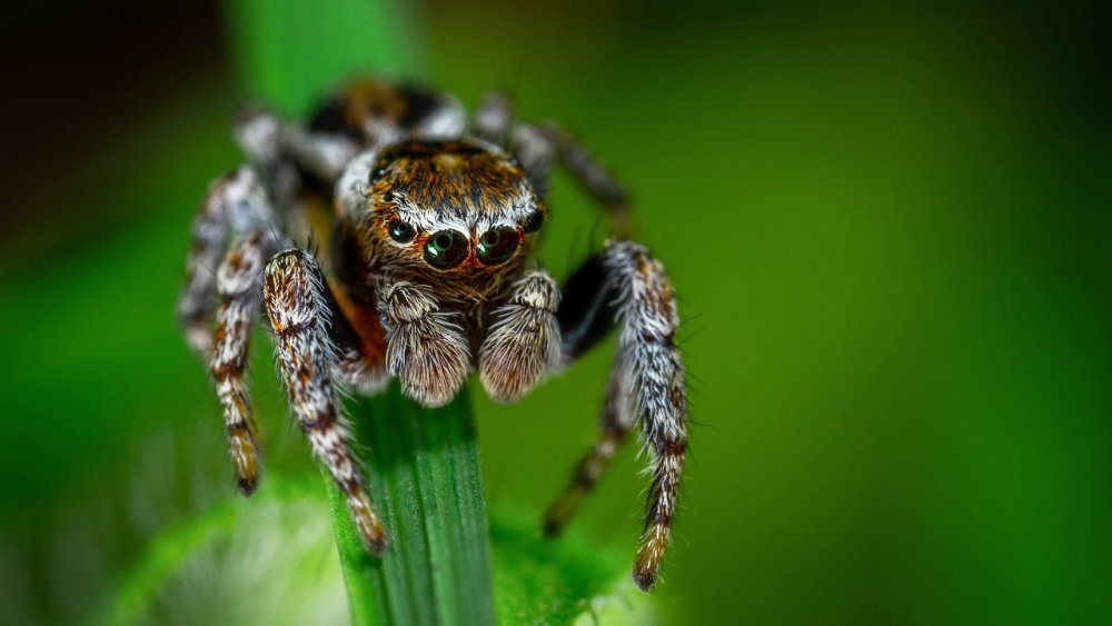 Euophrys omnisuperstes