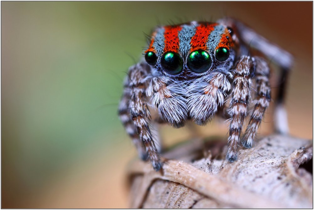 Maratus personatus паук