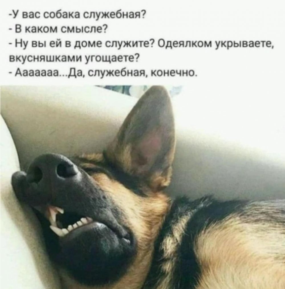 У вас собака служебная