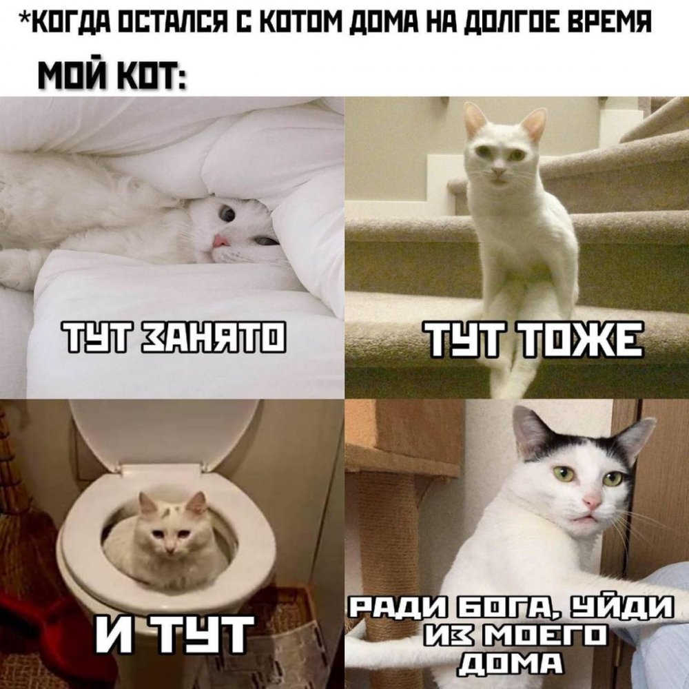 Кот Мем