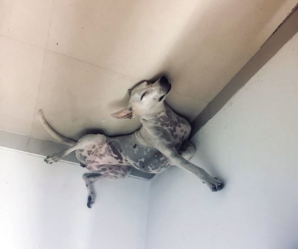 Кошка в натяжном потолке