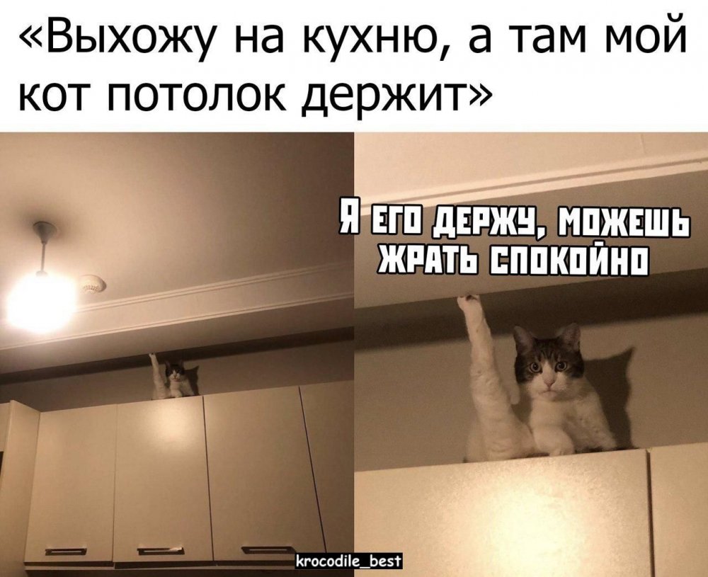 Кот держит потолок