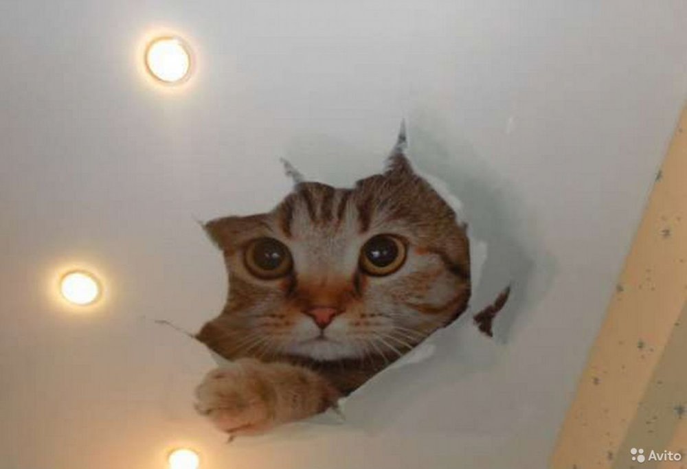 Натяжные потолки с котами