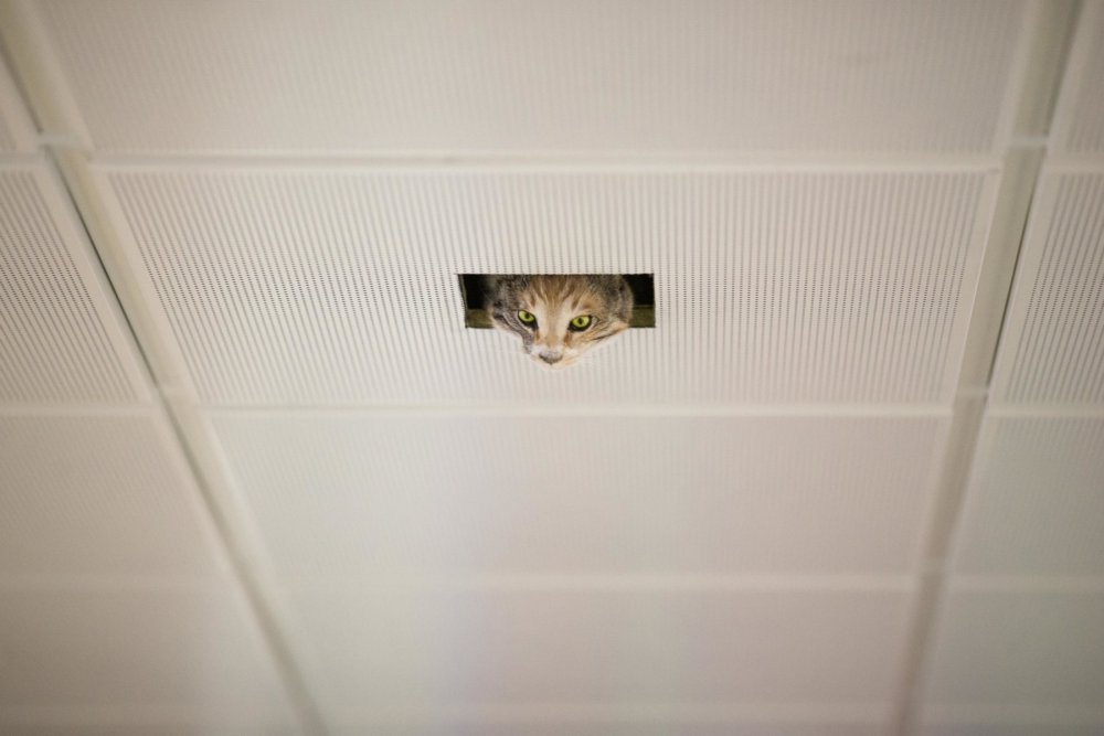 Коты в потолке