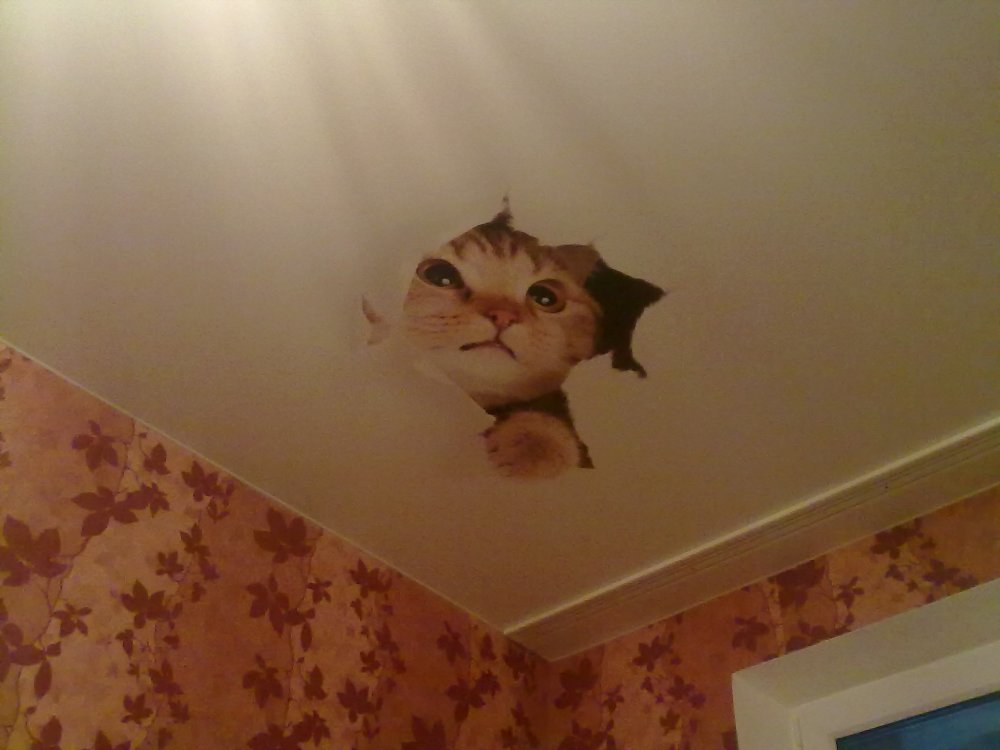 Коты и подвесные потолки