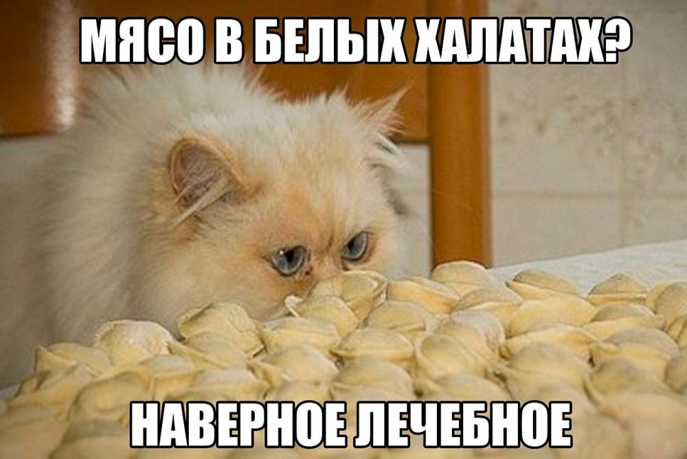 Котенок и пельмени